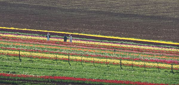 Een tulpenveldje in Tasmanië, Australië